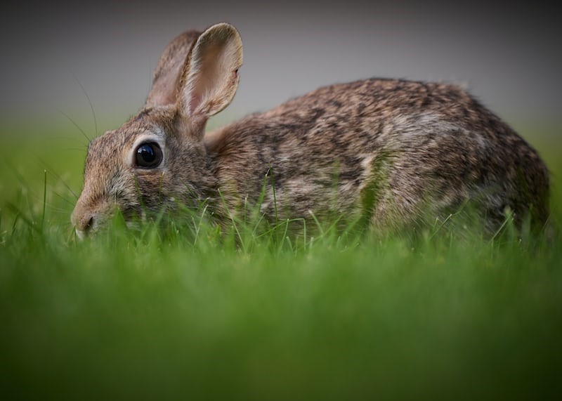 Can rabbits eat marigolds_ A wild rabbit