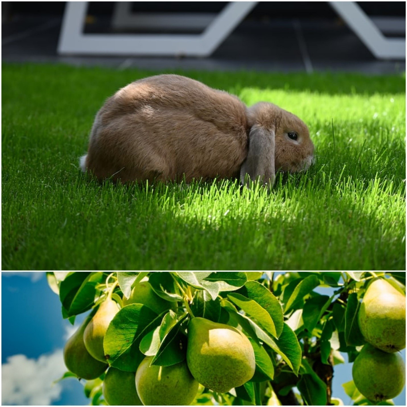 Can rabbits eat pears _A rabbit eating grass and pear fruit with the leaves