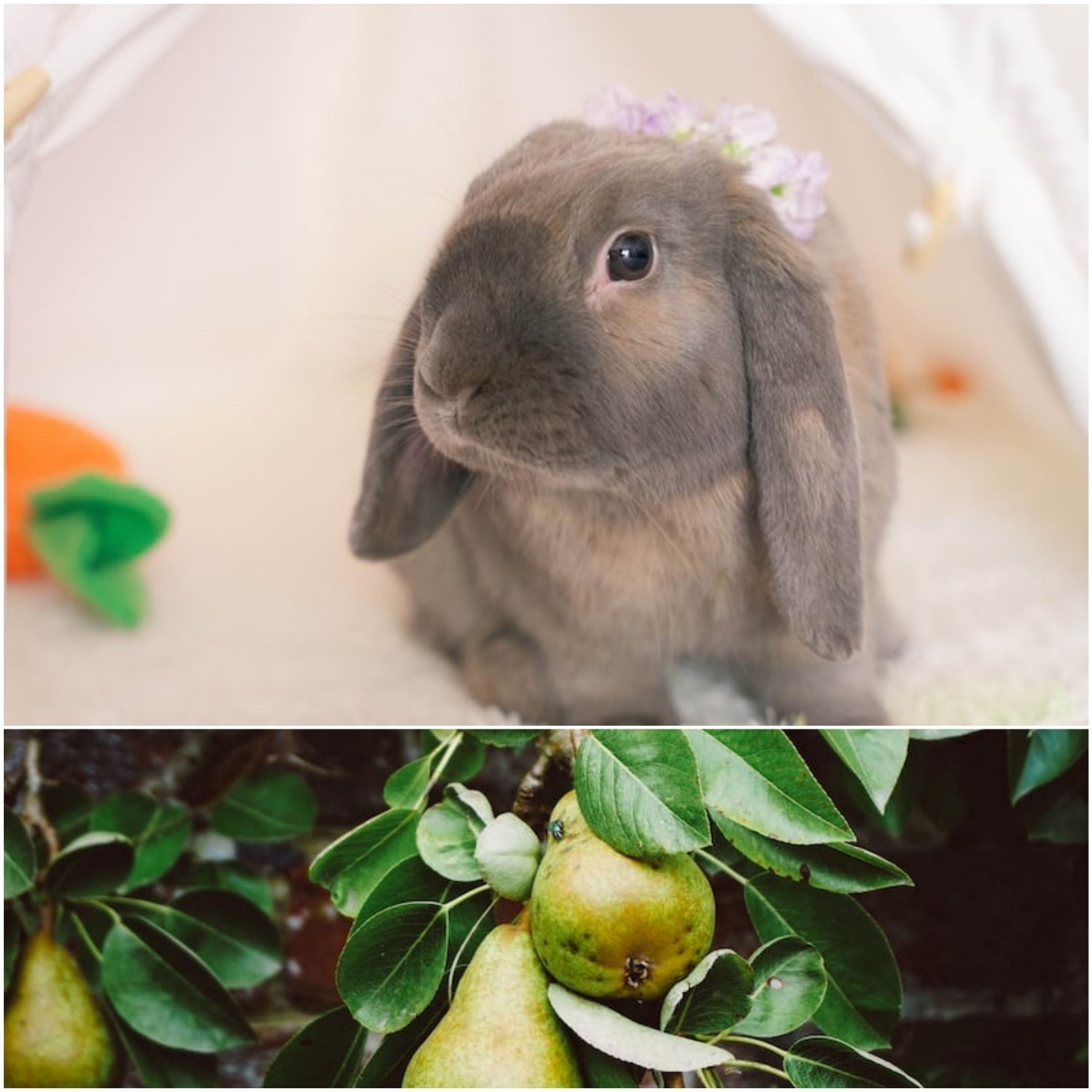 Can rabbits eat pears_A pet rabbit and pear fruits and leaves