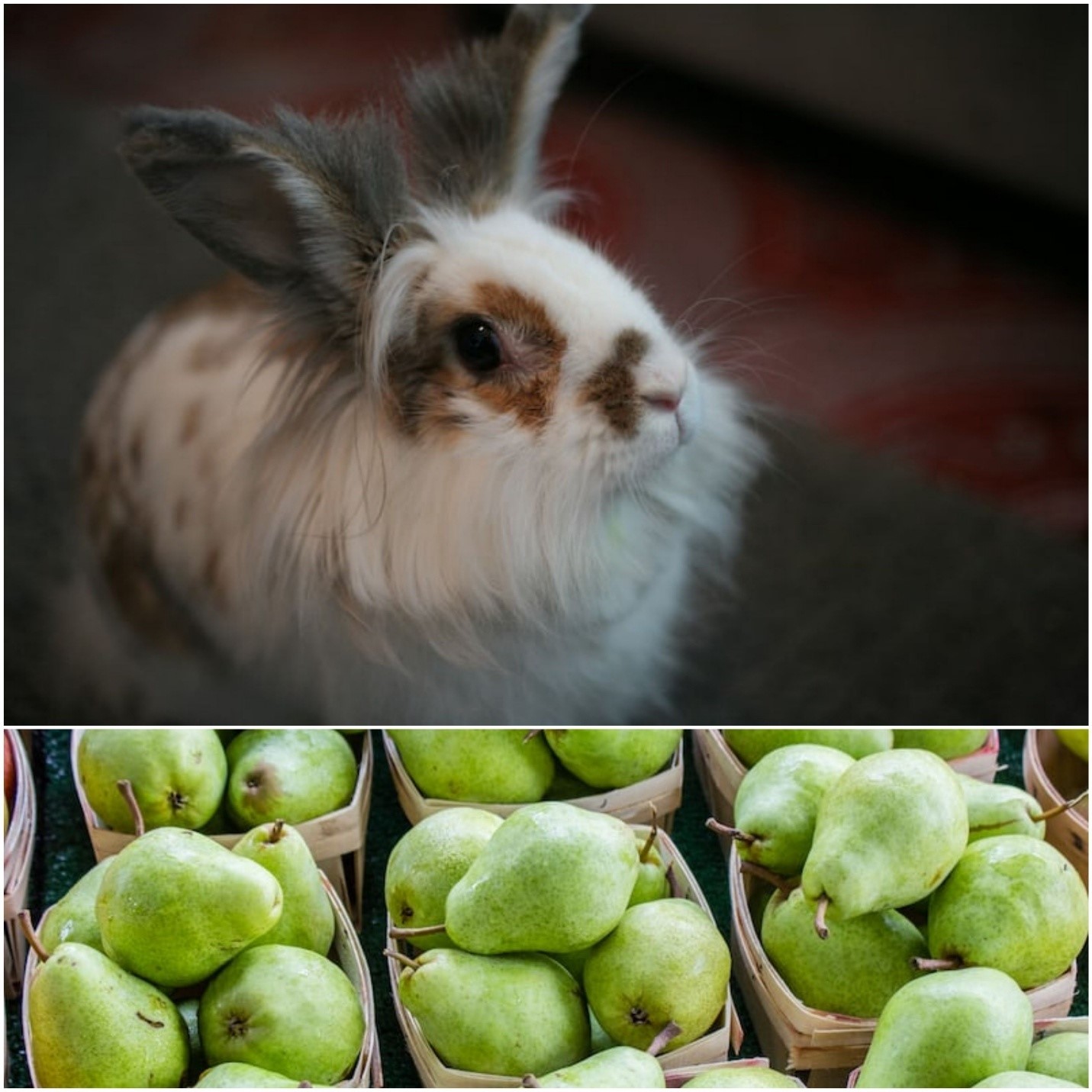 Can rabbits eat pears_A pet rabbit and pear fruits