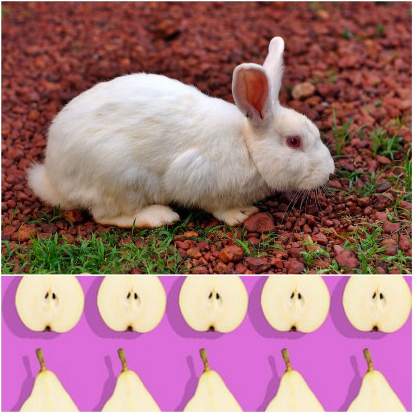 Can rabbits eat pears_A rabbit playing outdoors and pear fruits with seeds