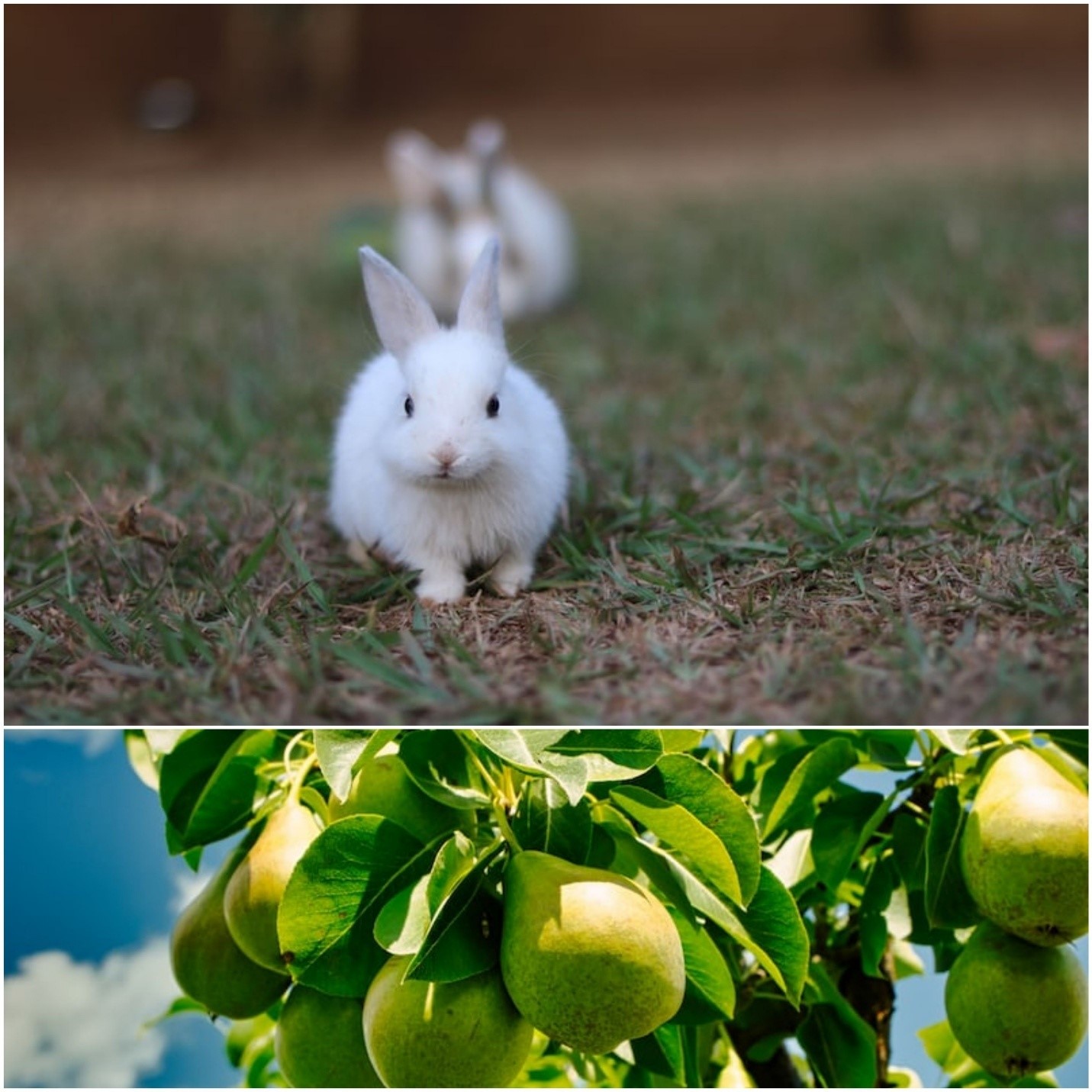Can rabbits eat pears_A rabbit young rabbit and pear fruits with leaves