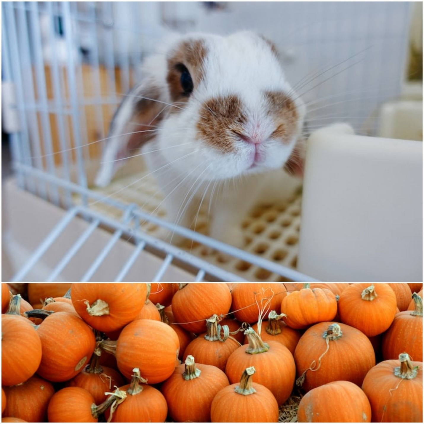 Can rabbits eat pumpkin_ A lop-eared rabbit and pumpkins
