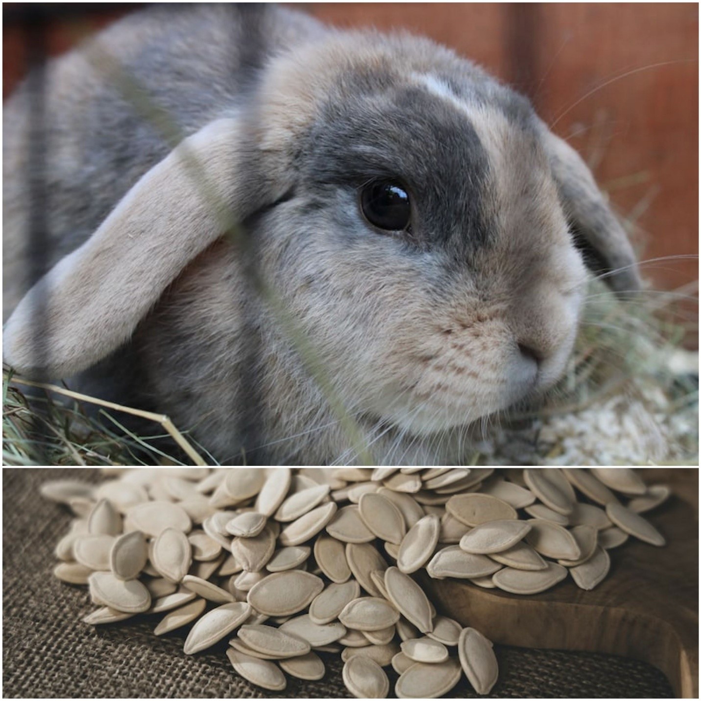 Can rabbits eat pumpkin_ A pet rabbit and pumpkin seeds