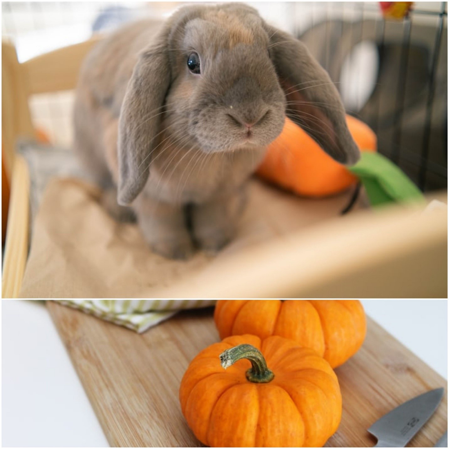 Can rabbits eat pumpkin_ A rabbit and pumpkin
