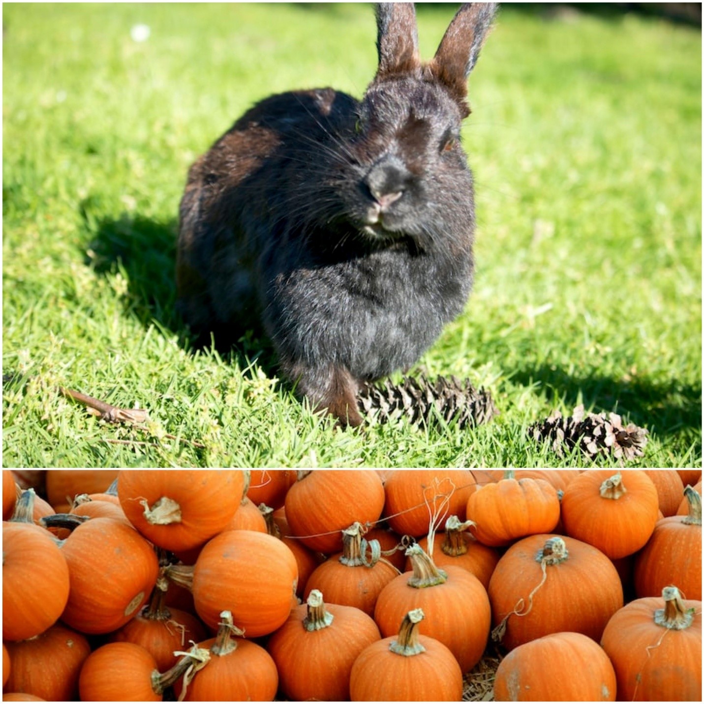 Can rabbits eat pumpkin_ A rabbit outdoors and pumpkin fruits