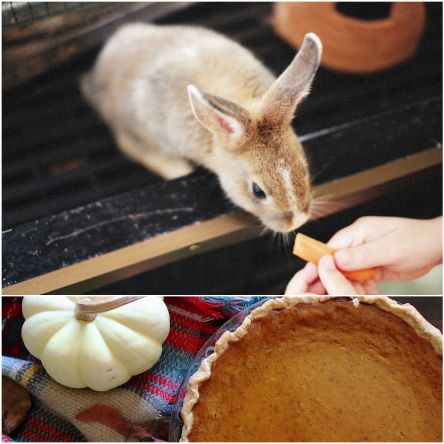 Can rabbits eat pumpkin_A rabbit eating and pumpkin pie