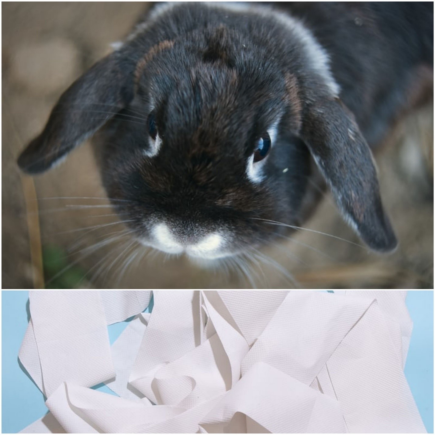 Can rabbits eat toilet paper_ A bunny inside a cage and toilet paper rolls