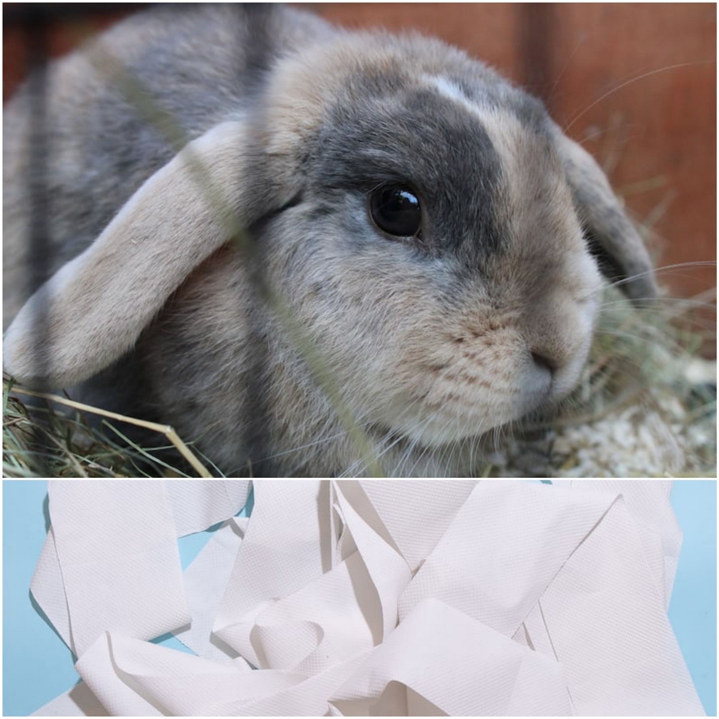 Can rabbits eat toilet paper_ A pet bunny and toilet paper