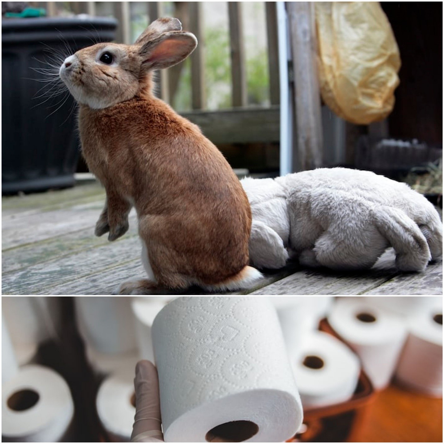 Can rabbits eat toilet paper_A standing rabbit and a hand offering toilet paper