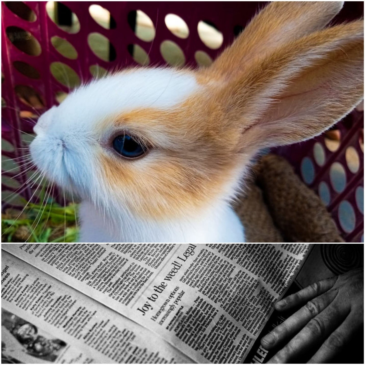 Can you use shredded paper for rabbit bedding_A little rabbit in a lined basket and newspaper