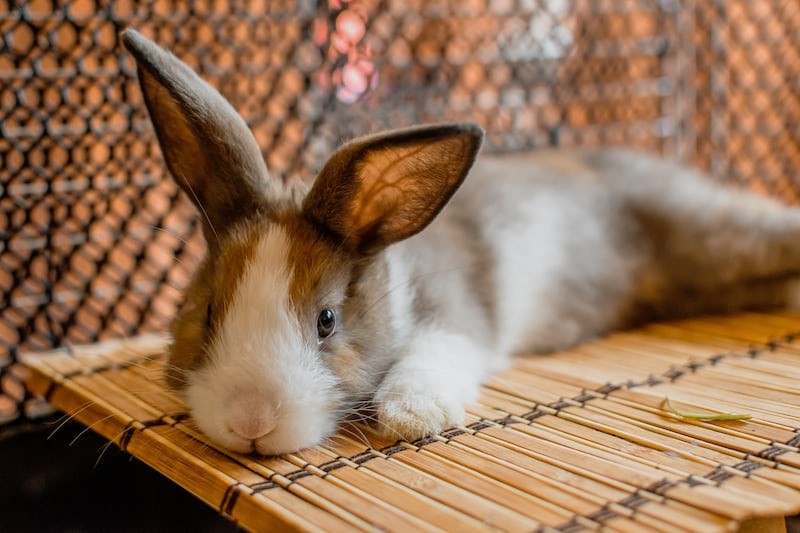 Can you use shredded paper for rabbit bedding_A rabbit lying on the mat