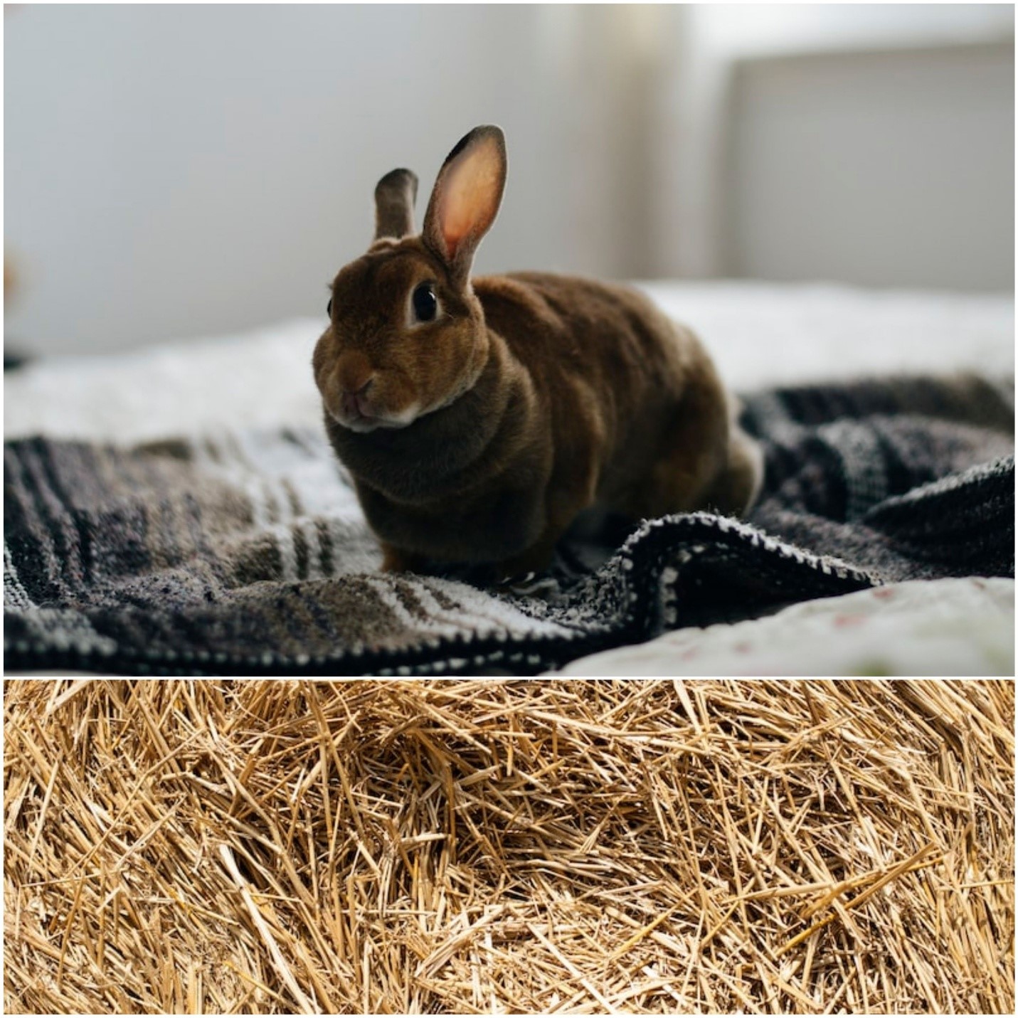 Can you use shredded paper for rabbit bedding_A rabbit on a blanket and straws.