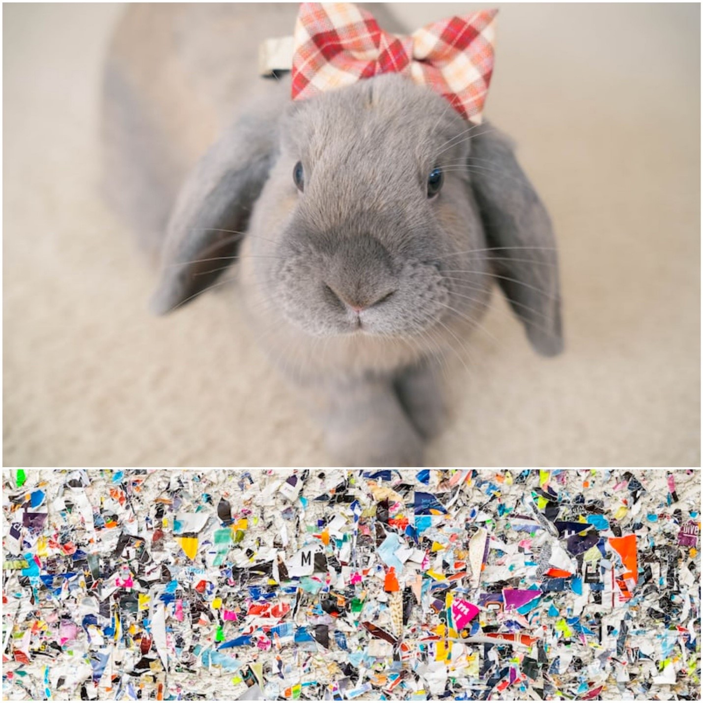 Can you use shredded paper for rabbit bedding_A rabbit on a carpet and shredded paper