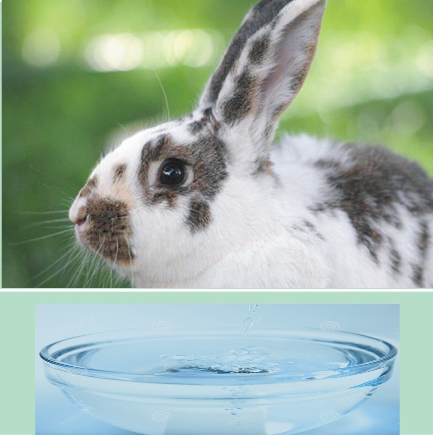 How to tell if a rabbit is dehydrated _A pet rabbit and a glass bowl of water