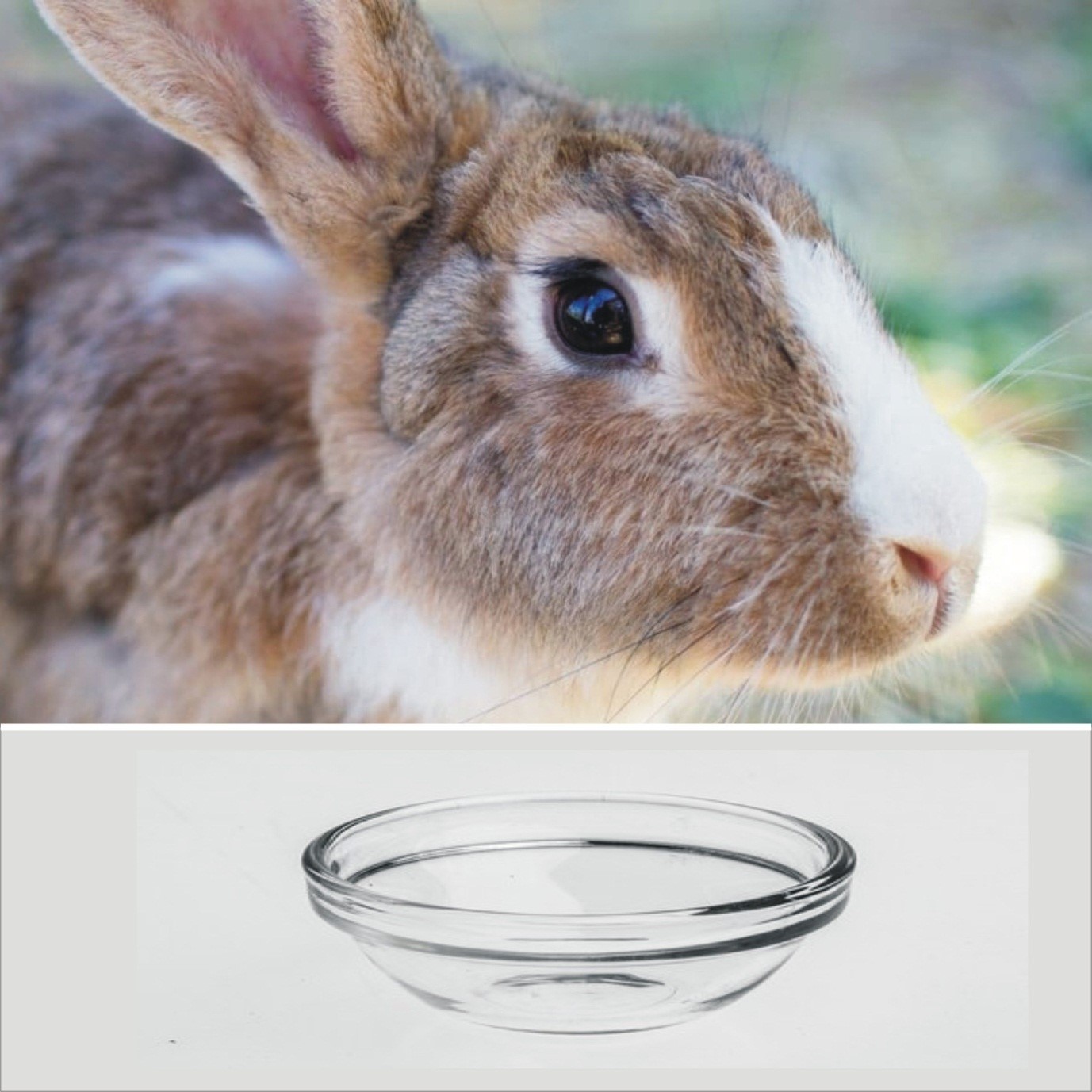 How to tell if a rabbit is dehydrated _A rabbit and glass bowl of water