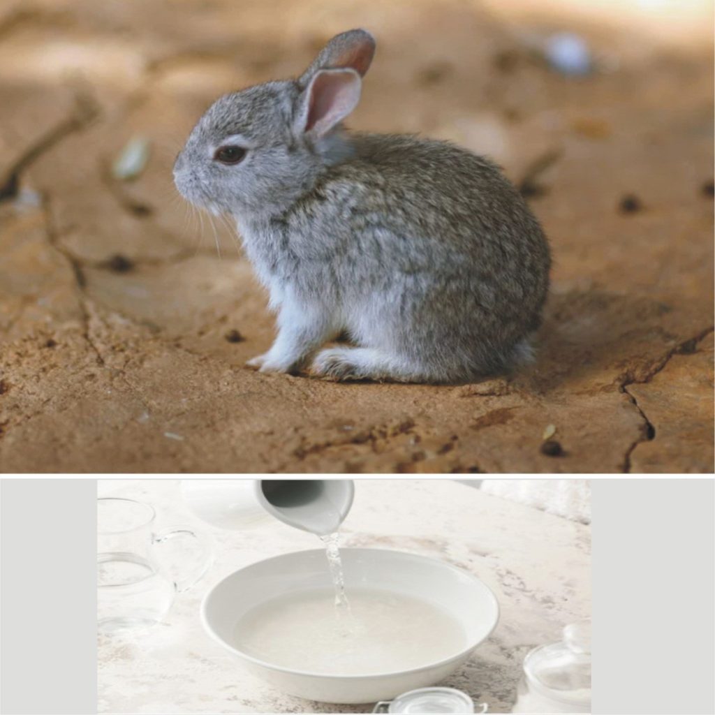 How to tell if a rabbit is dehydrated _A young rabbit and water pouring into a bowl