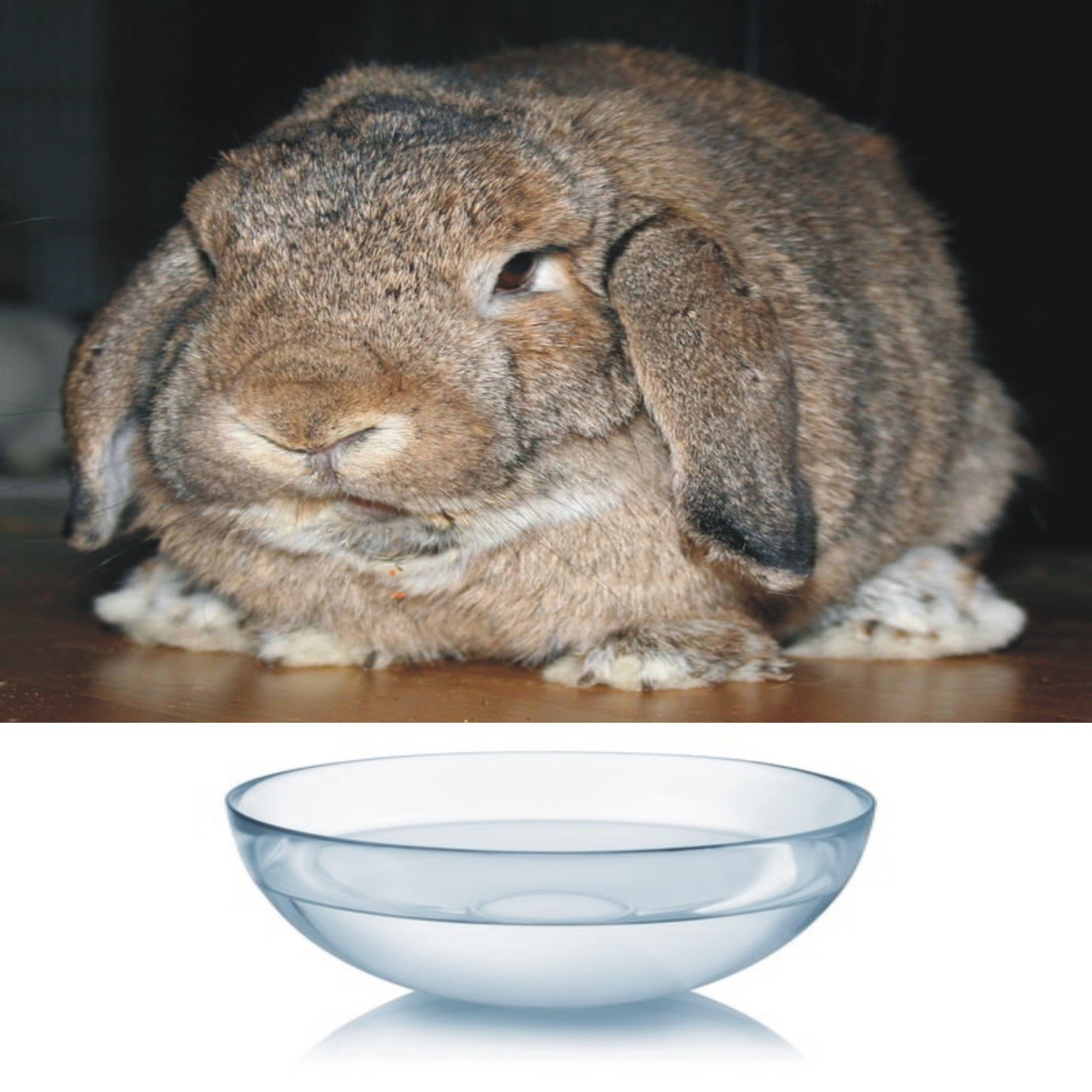 How to tell if a rabbit is dehydrated _An adult pet rabbit and a bowl of water