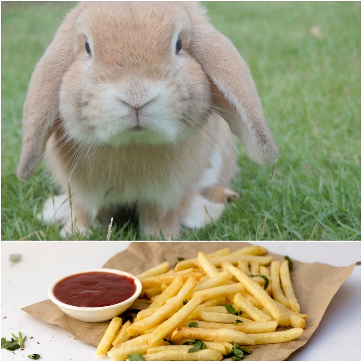 Can Rabbits Eat French Fries _ A lop-eared rabbit and French fries with ketchup