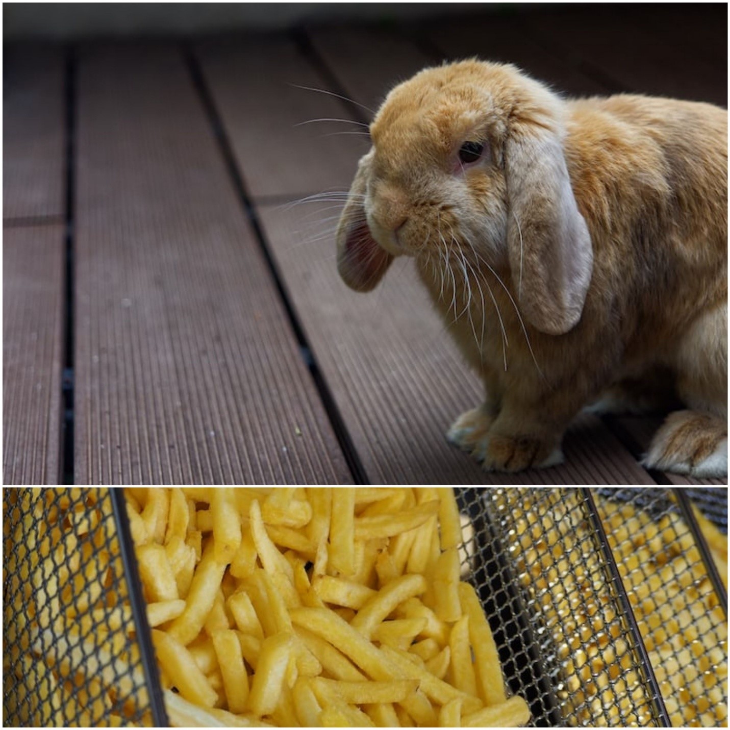 Can Rabbits Eat French Fries _ A pet rabbit and French fries