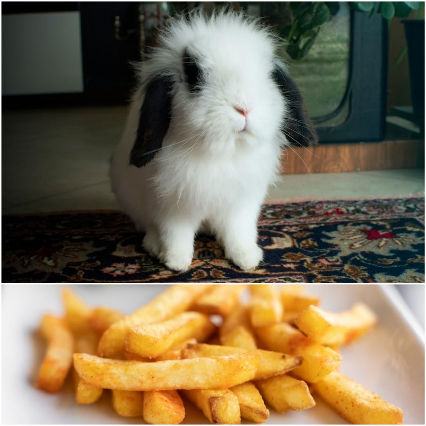 Can Rabbits Eat French Fries _ A pet rabbit and French fries