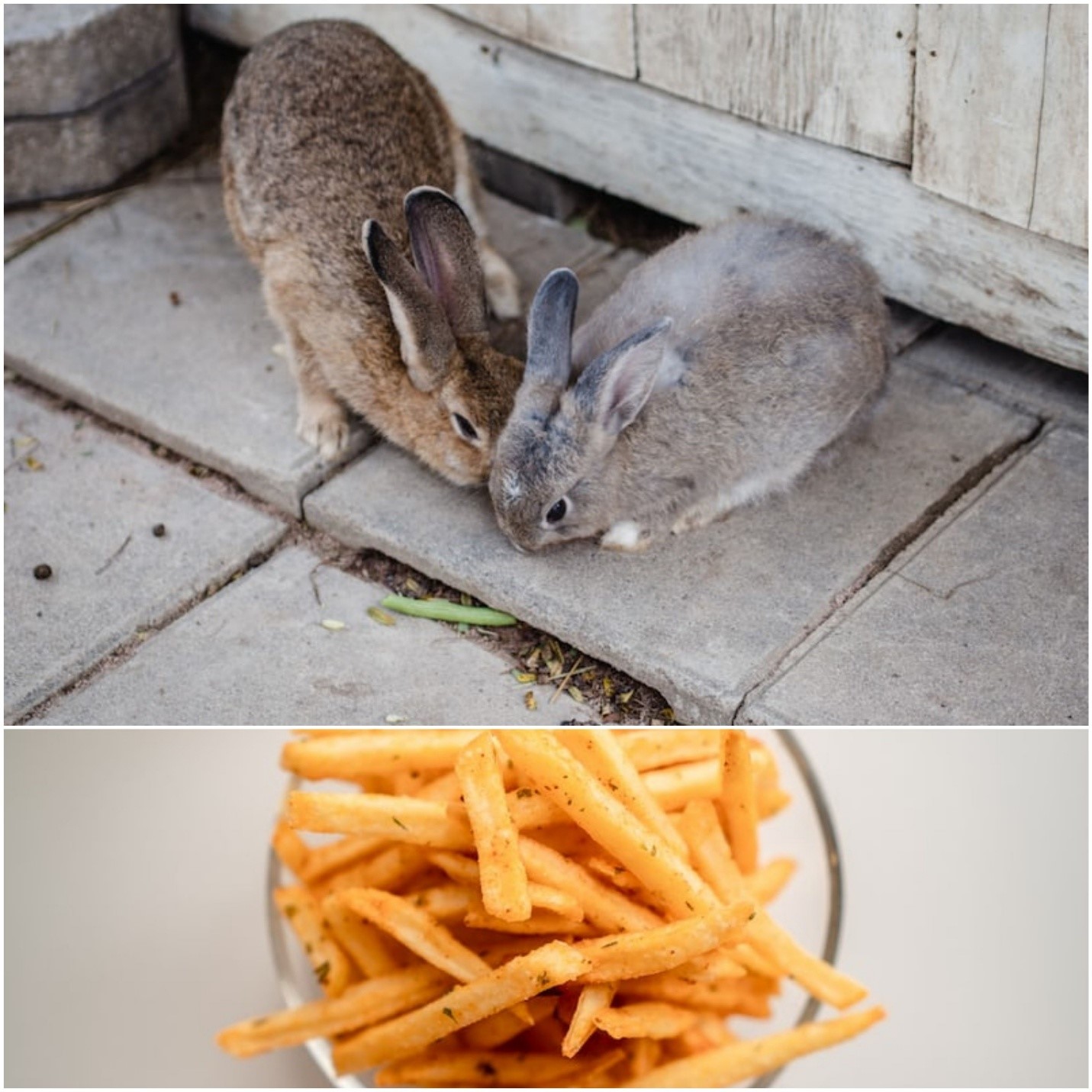 Can Rabbits Eat French Fries _ Two rabbits and a bowl of French fries