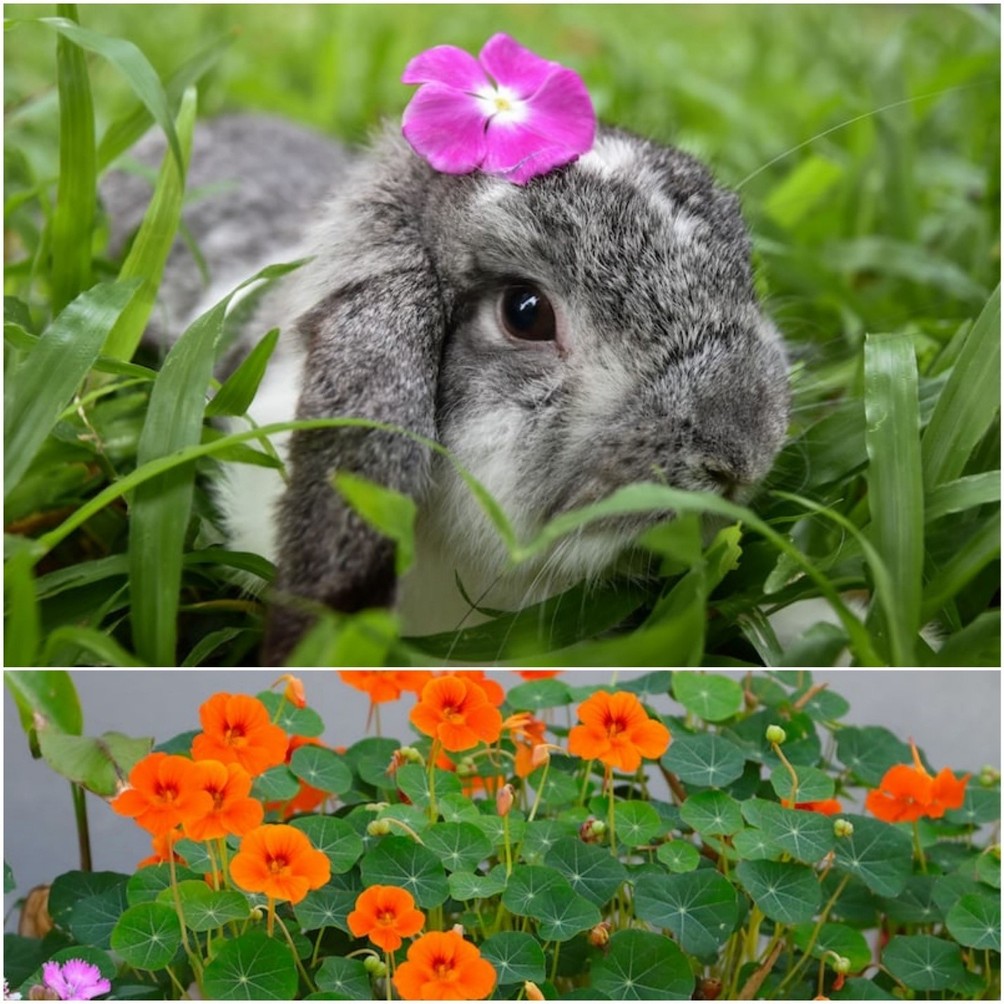 Can Rabbits Eat Nasturtiums_ A lop-eared rabbit and a garden patch of nasturtiums