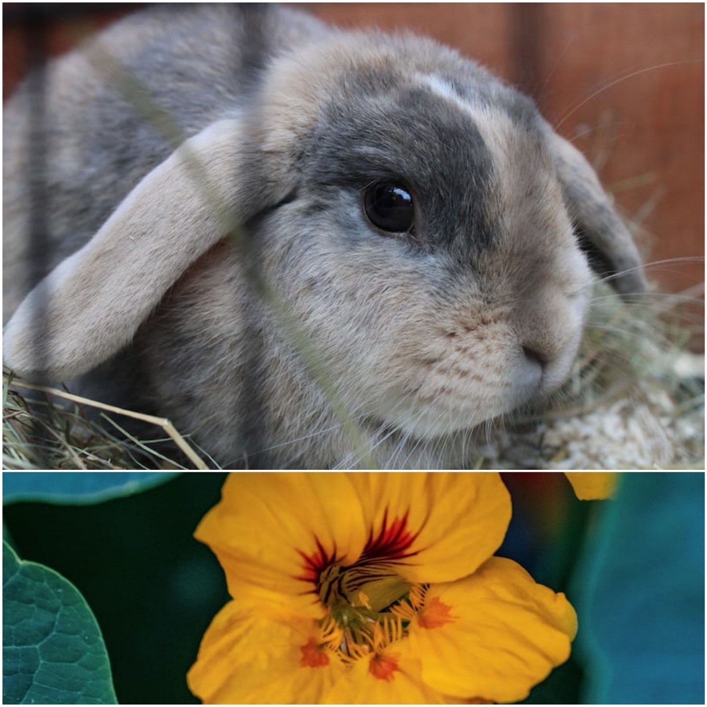 Can Rabbits Eat Nasturtiums_ A pet rabbit and a yellow nasturtium flower petal