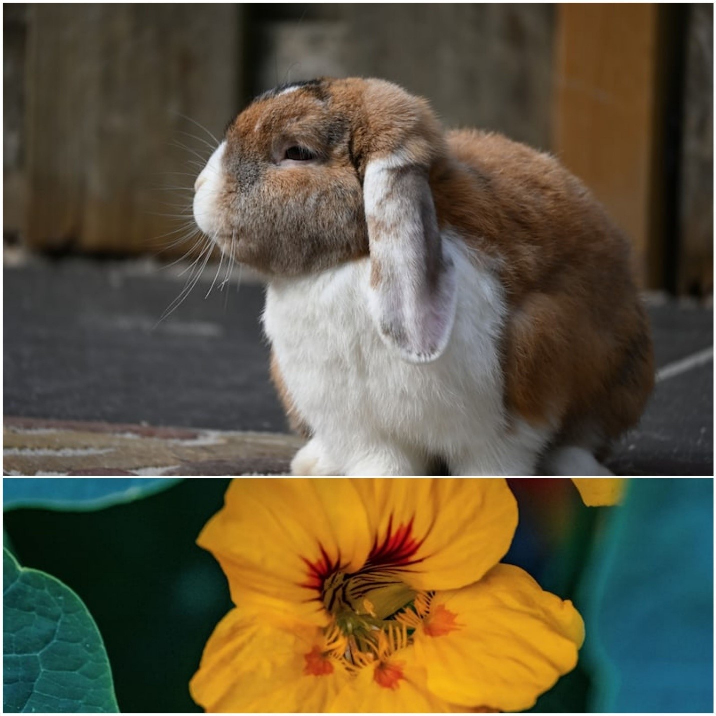 Can Rabbits Eat Nasturtiums_ A pet rabbit and yellow nasturtium flower