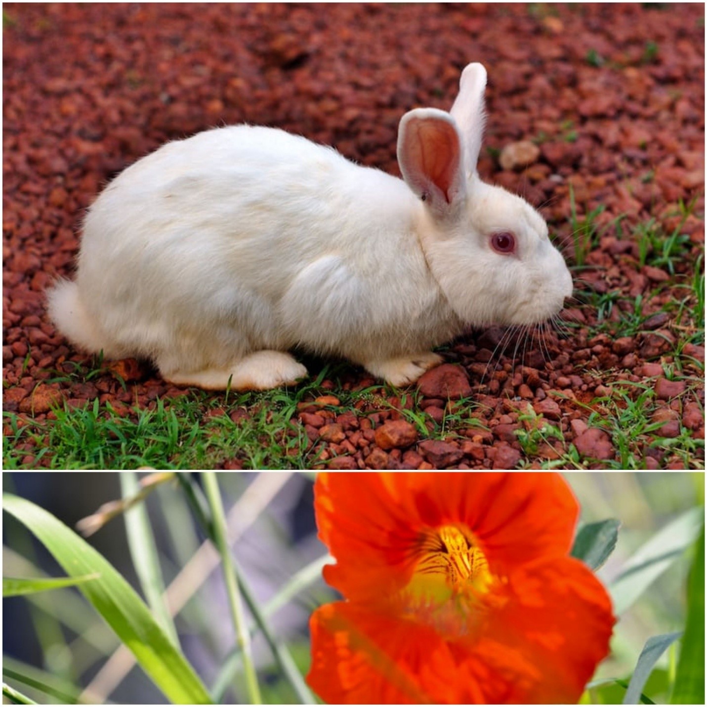 Can Rabbits Eat Nasturtiums_ A white rabbit and red nasturtium flower petal