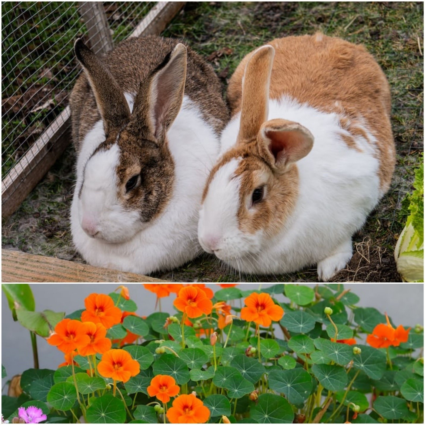 Can Rabbits Eat Nasturtiums_ Two rabbits and nasturtiums