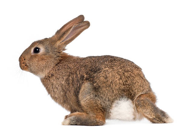 How fast does a rabbit's heart beat per minute_A young brown rabbit looking on
