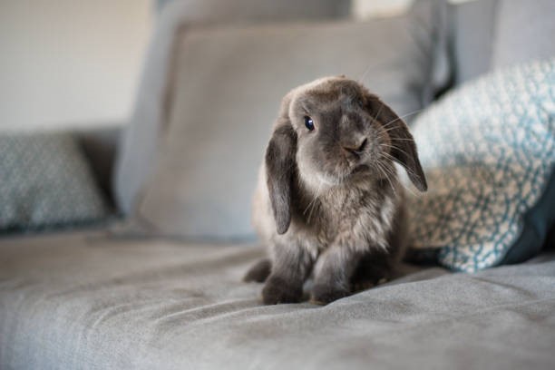 How fast does a rabbit's heart beat per minute_Adorable portrait of cute sleepy rabbit