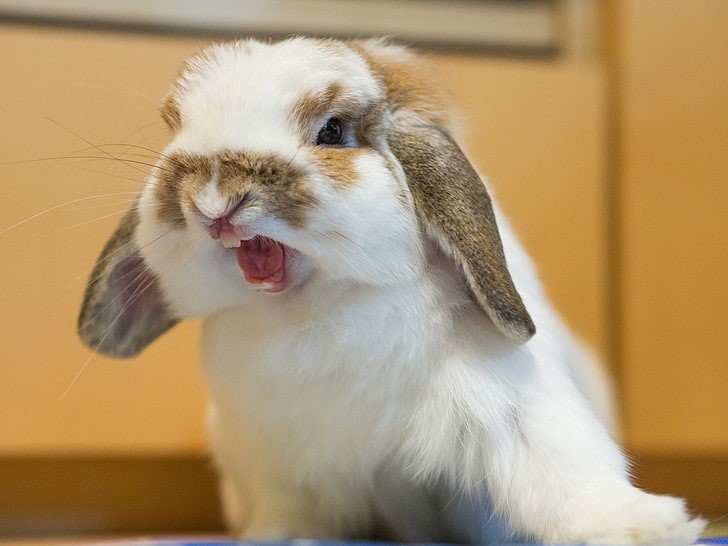 Why are my rabbits chasing each other_A white fluffy rabbit showing aggressiveness