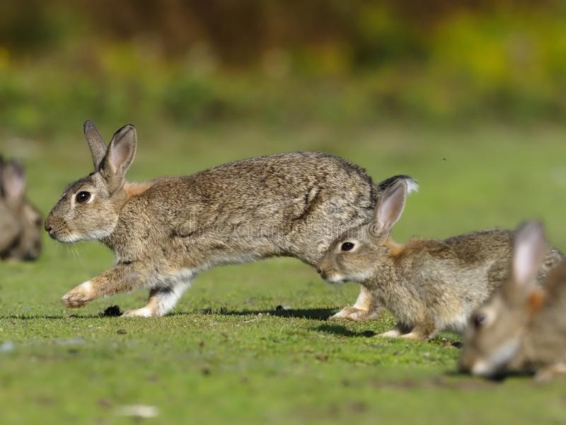 Why are my rabbits chasing each other_Brown rabbits making a chase