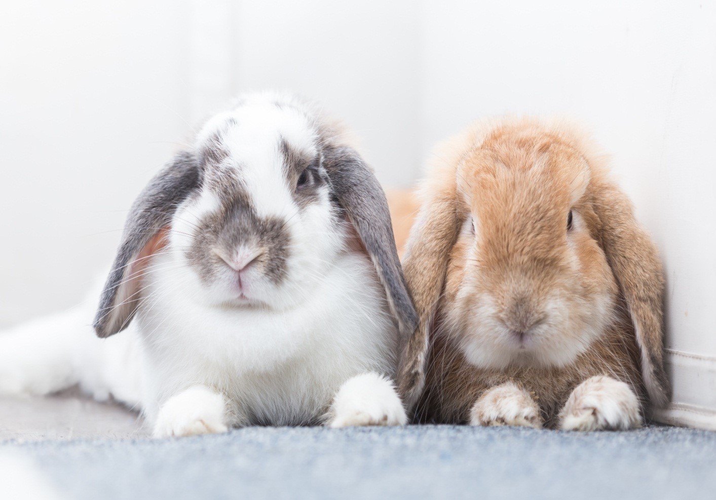 Why are my rabbits chasing each other_Two fully grown adult rabbits looking calm