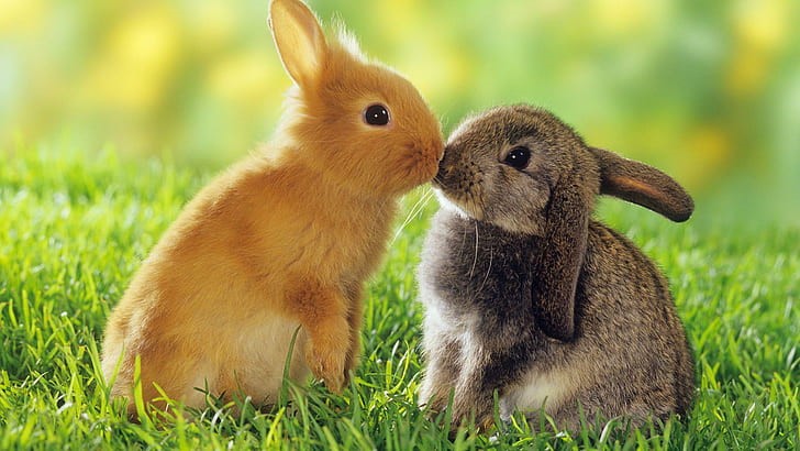 Why are my rabbits chasing each other_Yellow and brown bunnies perking