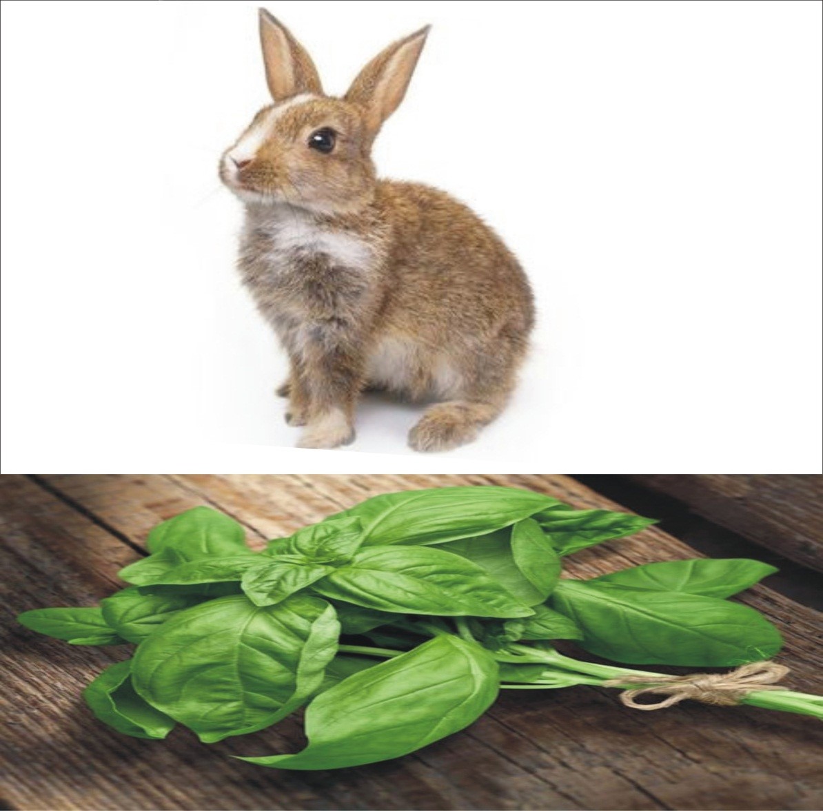 Can Rabbits Eat Basil _A young bunny pet and a stem of basil with leaves
