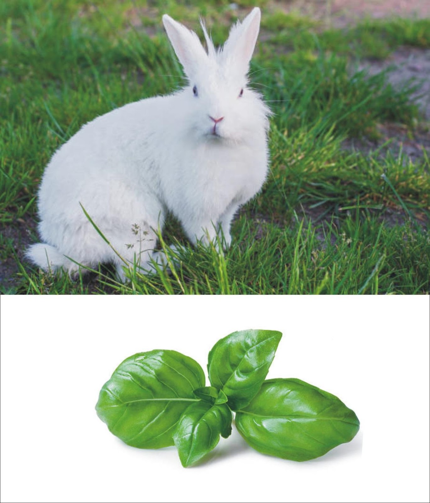 Can Rabbits Eat Basil _A white rabbit and leaves of basil herb