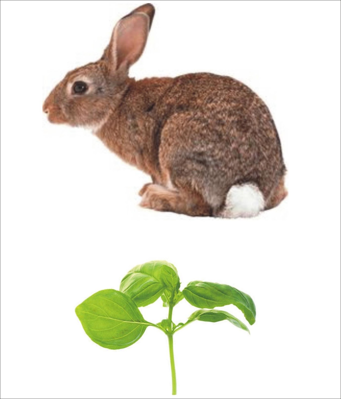 Can Rabbits Eat Basil _Adult rabbit and a branch of basil plant