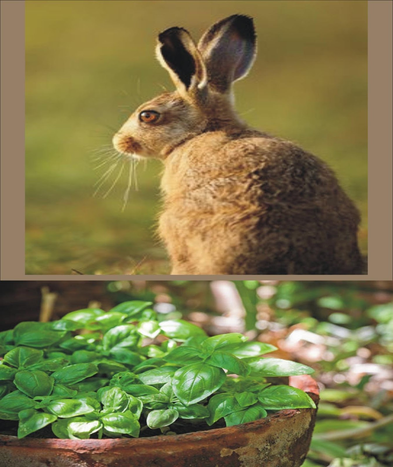 Can Rabbits Eat Basil _two young rabbits and a plantation of fresh basil plants