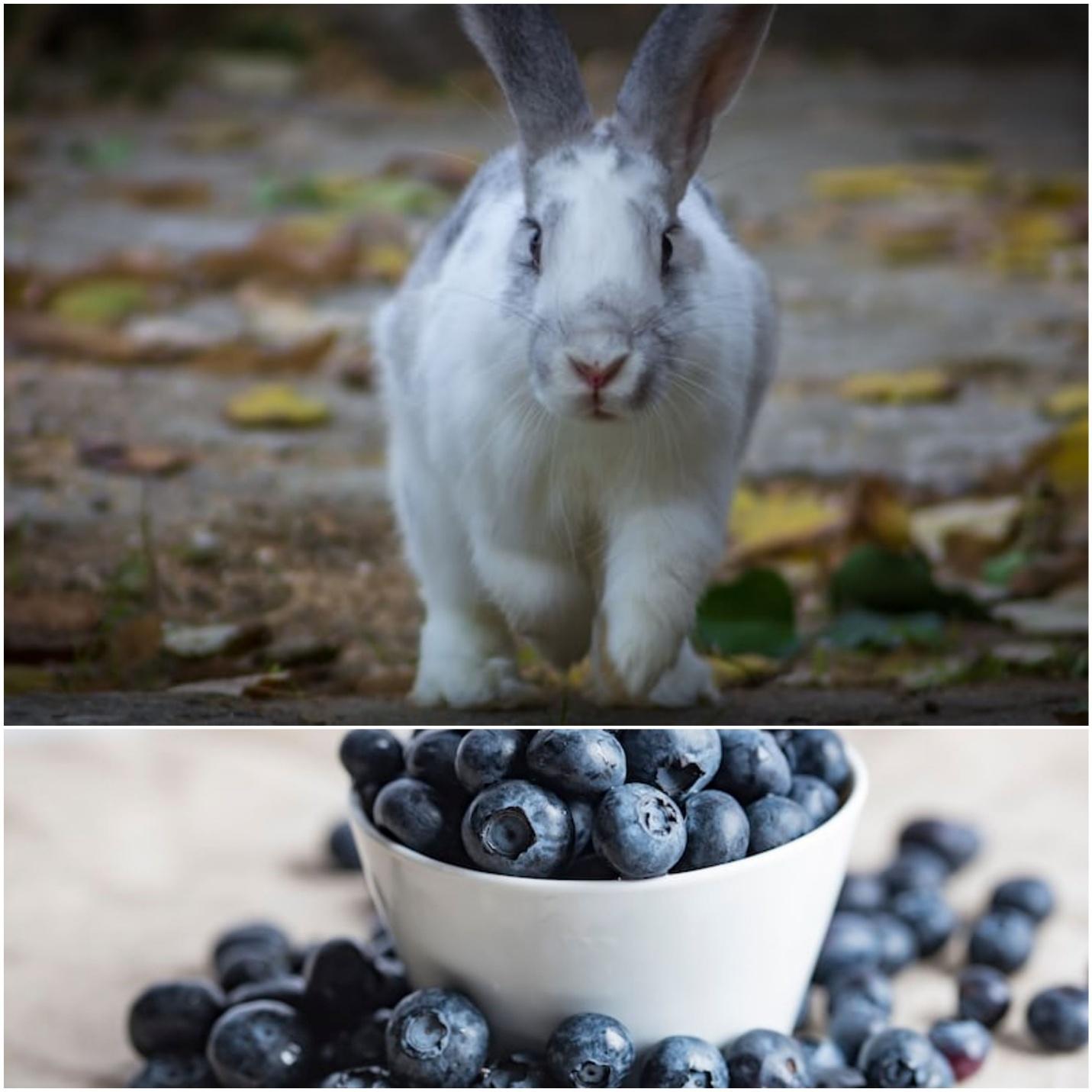 Can rabbits eat blueberries _A rabbit and blueberries 