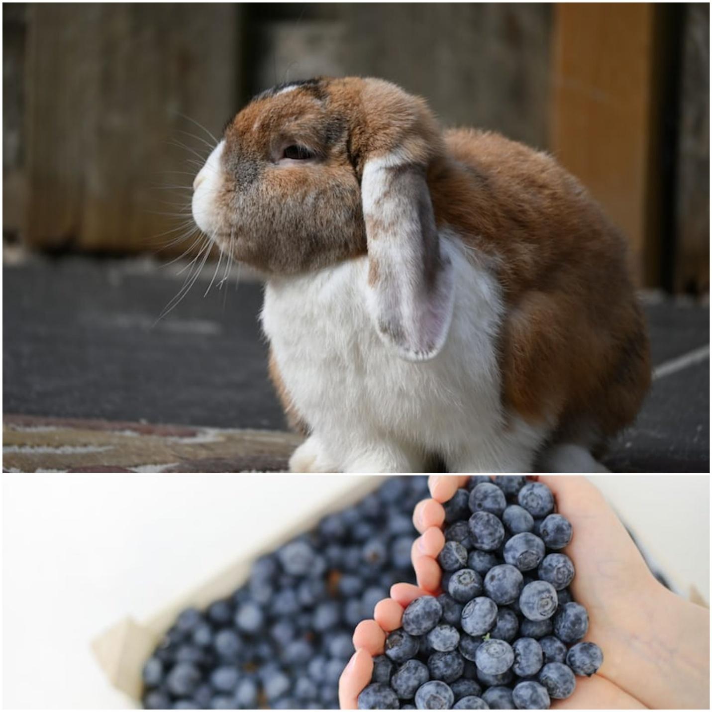 Can rabbits eat blueberries_ A lopeared pet rabbit and blueberries 