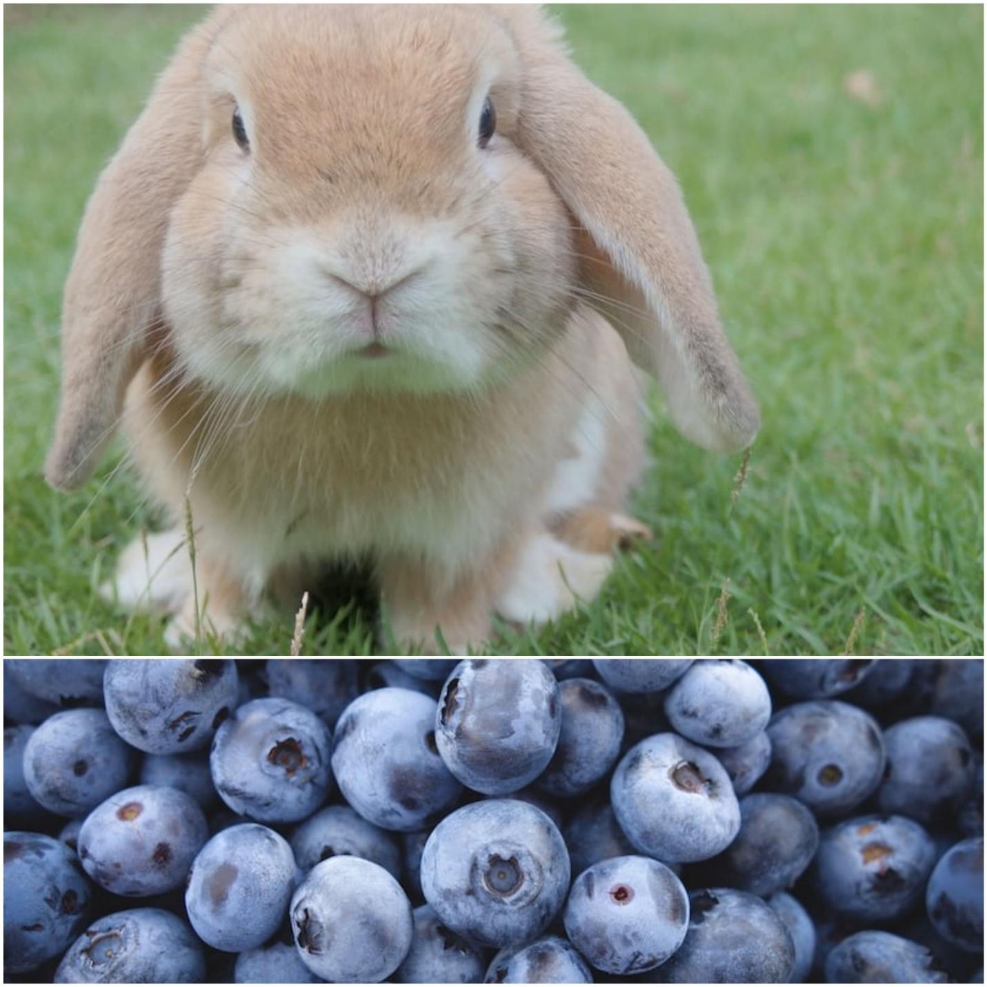 Can rabbits eat blueberries_ A young rabbit and blueberries 