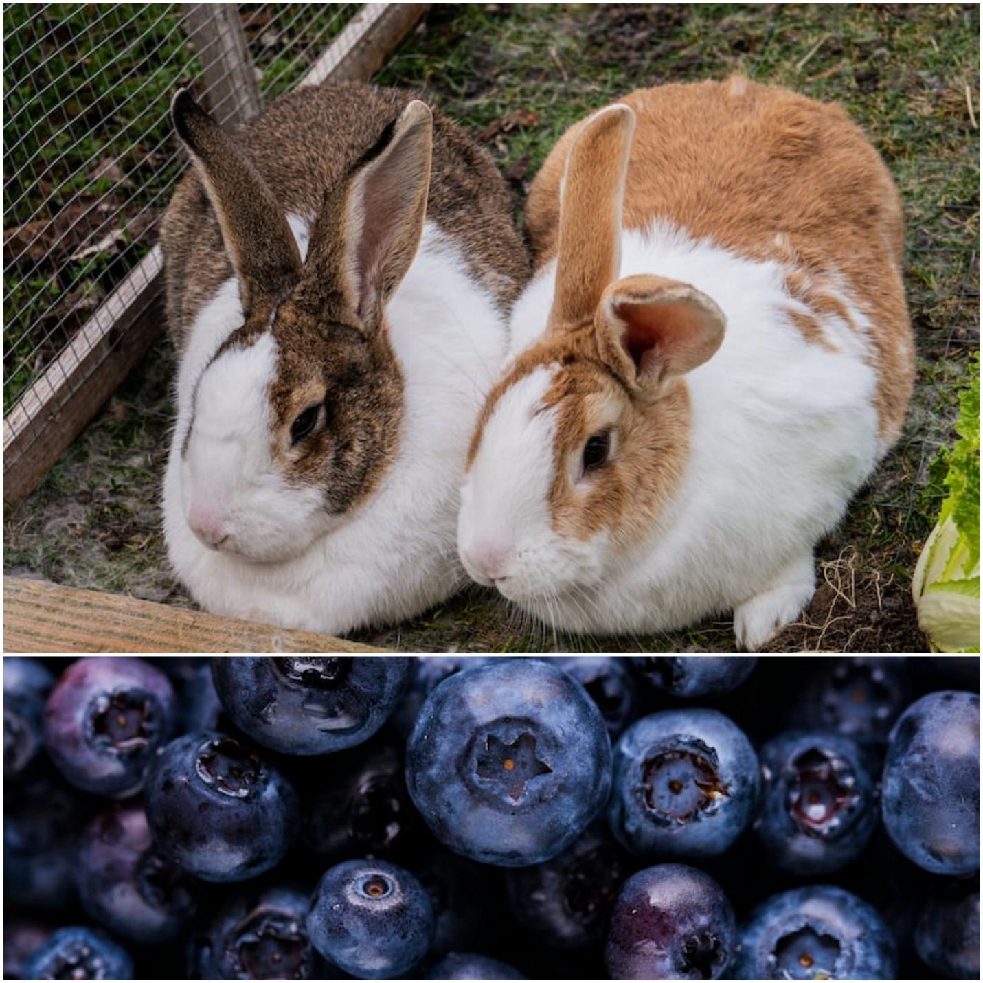 Can rabbits eat blueberries_ Two rabbits in a cage and blueberries