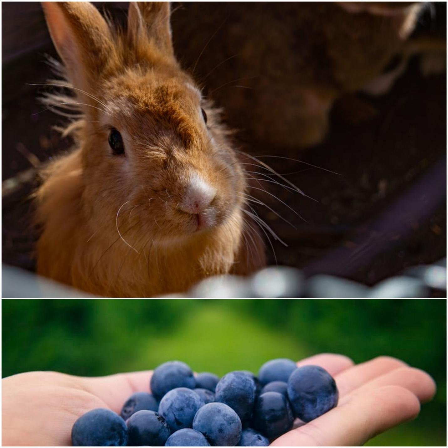 Can rabbits eat blueberries_A rabbit and a palm offering blueberries 