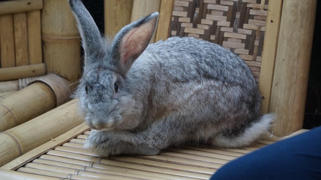 What to do if your rabbit's nail is bleeding_ A rabbit with trimmed nails