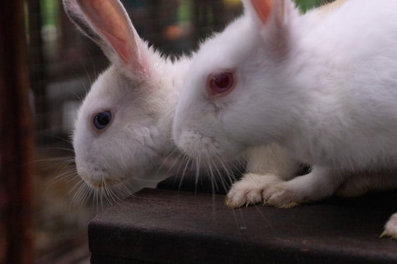 What to do if your rabbit’s nail is bleeding_ Two rabbits with sharp nails 