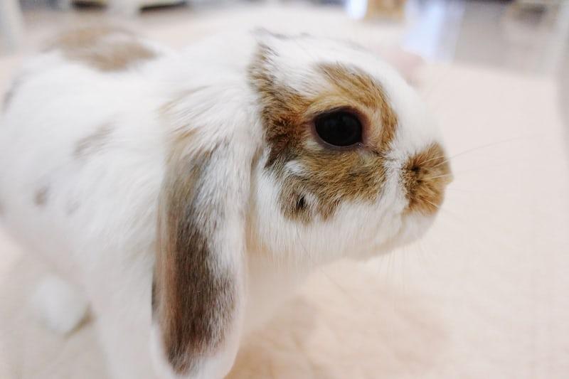 What to do if your rabbit’s nail is bleeding_A lop-eared rabbit