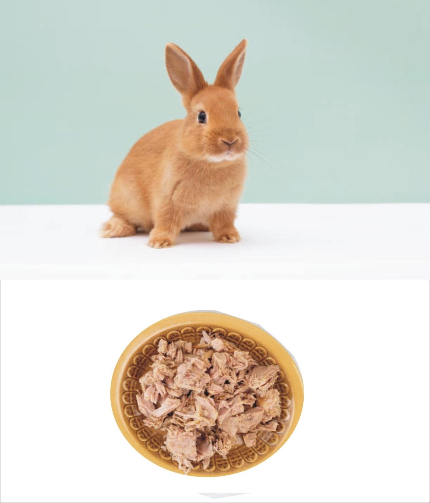 Why Rabbits Eat Cat Food_ A good looking pet rabbit and a bowl of canned tuna fish for cats